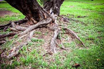 Fototapeta na wymiar Tree Roots in a jungle Forest