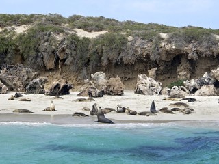 sea lion colony, Jurien Bay, West Australia