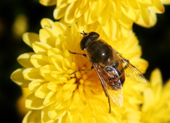 striped midge