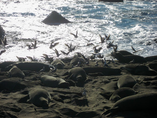 Elephant Seals on Beach with Gulls