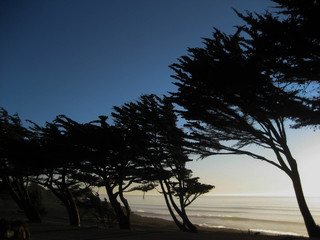 Trees Line Coast at Sundown