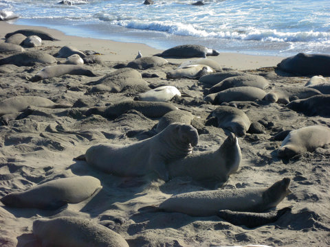 Elephant Seals Mating