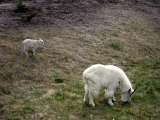 Fototapeta premium White Mountain Goat with Kid