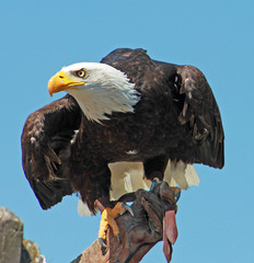 Provins spectacle des rapaces