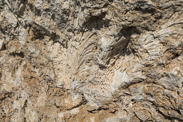 Texture of ancient coral reef in Egypt