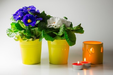 Primeln in Blumentöpfen