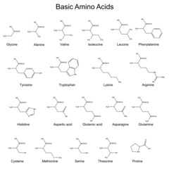 Skeletal structures of basic amino acids