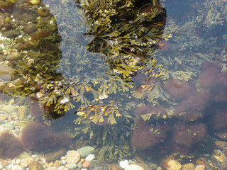 Fototapeta na wymiar Aquatic Plants in Coastal Water