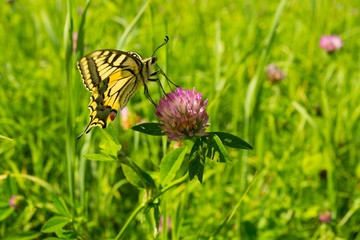 Swallowtail butterfly on clover