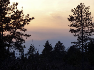 Fototapeta na wymiar Pines Silhouetted Against Pastel Sky