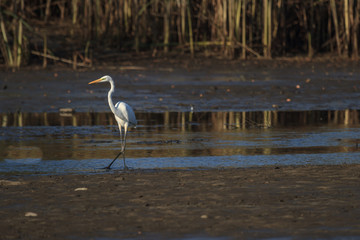 bird