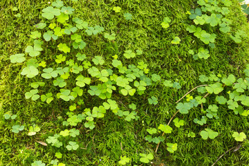 Sorrel on moss