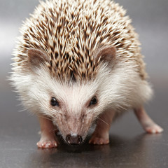 Angry hedgehog