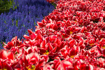 Muscari flowers