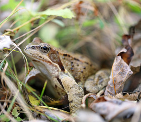 big toad