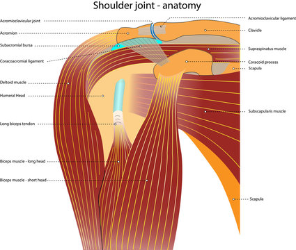 Schultergelenk – Anatomie – mit Bezeichnung