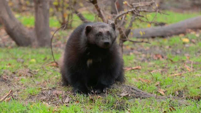 Wolverine (Gulo gulo) is looking me