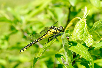 Ophiogomphus cecilia. Dragonfly on the green leaves background
