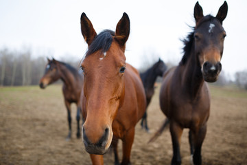 Fototapeta na wymiar Horses on the meadow
