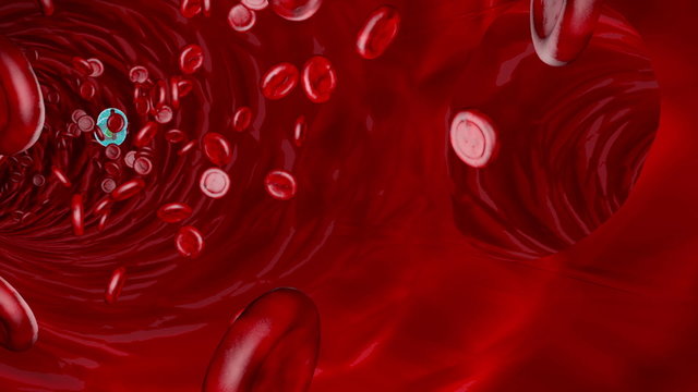 Red Blood Cells Flowing in a Vein