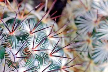 Cactus spikes detail