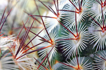 Cactus spikes detail