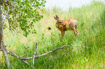 Deer and Bird in Field