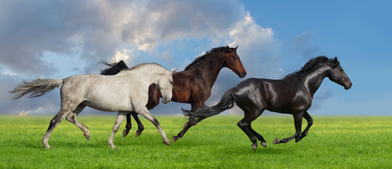 Group of three horse run gallop on gree grass against beautiful 