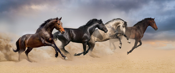 Fototapeta na wymiar Four beautiful horse run gallop on desert dust