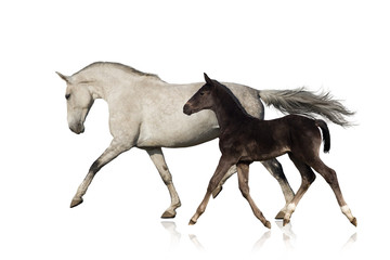 Fototapeta premium Grey horse run with black foal on white background