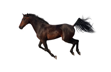 Obraz na płótnie Canvas Beautiful bay horse run gallop on white background