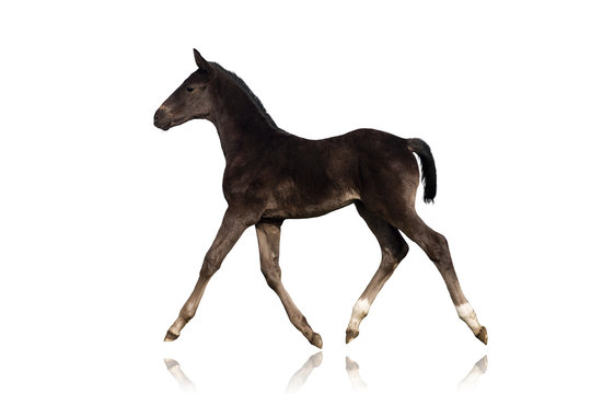 Black foal trotting on white background