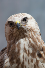 Raufußbussard (Buteo lagopus)