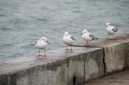 Gulls on the waterfront