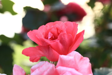 Fototapeta premium Rote Blume