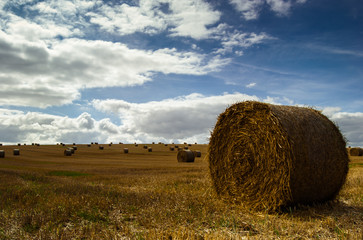 golden wheat field with straw bales and blue sky