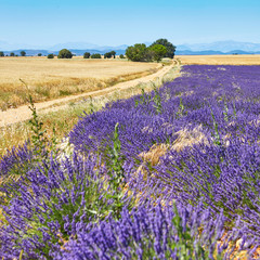 Naklejka na ściany i meble Beautiful blooming lavender field