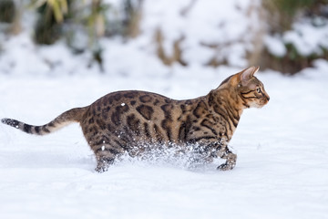 Bengal Cat running in Snow