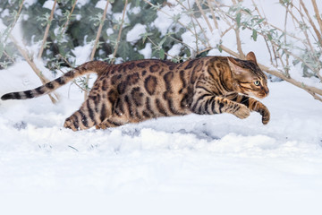 Bengal Cat running in Snow