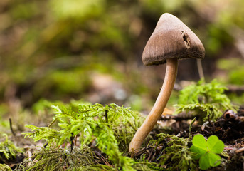 mushroom