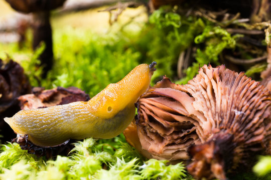 Slug,gastropod mollusk