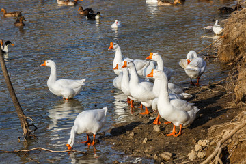 white geese in the pond