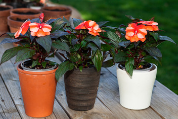 Garden flowers in pots