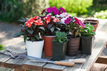 Gardener planting flowers