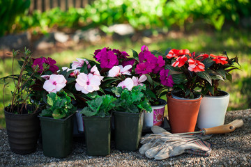 Fototapeta na wymiar Gardener planting flowers