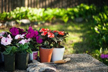 Gardener planting flowers