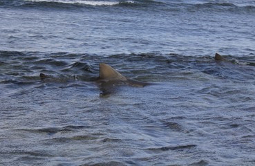 Dorsal fin
