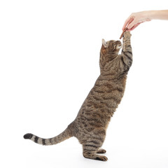 femme donnant friandise à un chat