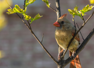 Cardinal on Crepe Myrtle