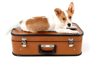 Cute dog on suitcase isolated on white background